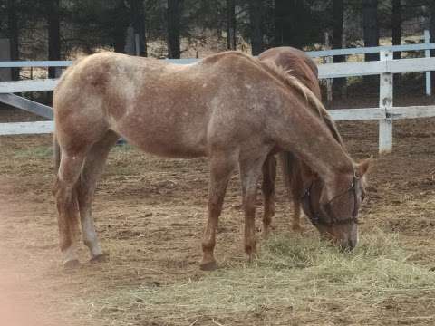 Thunder Bay Therapeutic Riding